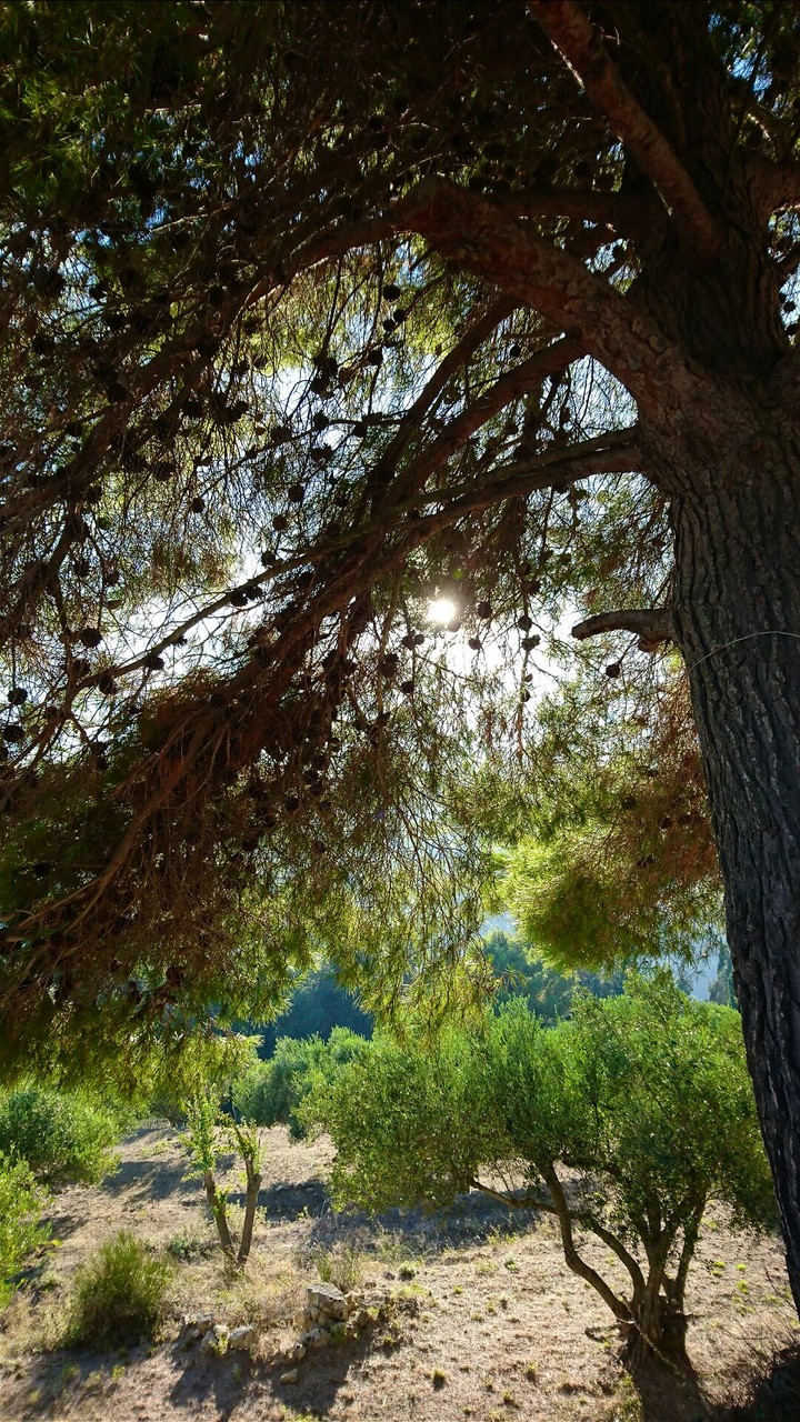 Trees
