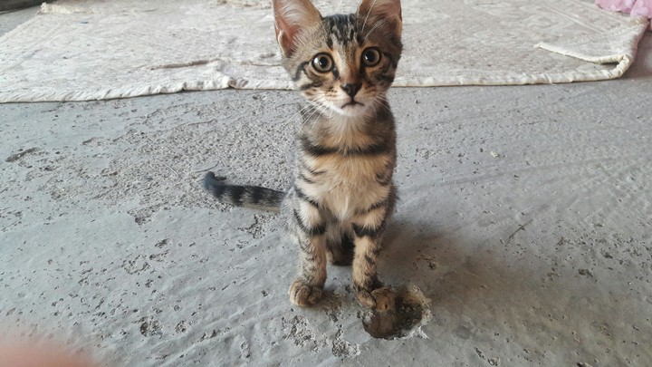 LOVELY CAT