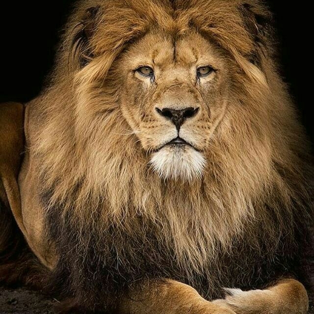 animal