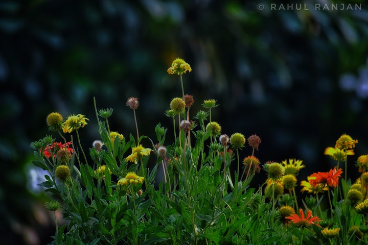 Group of flowers