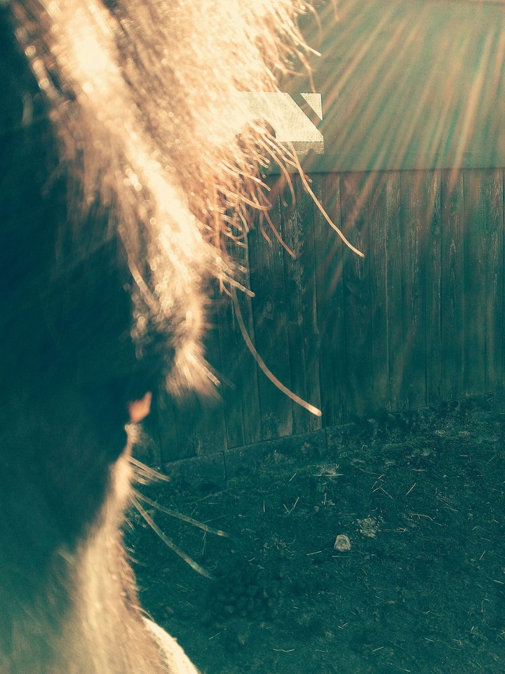 iceland horse