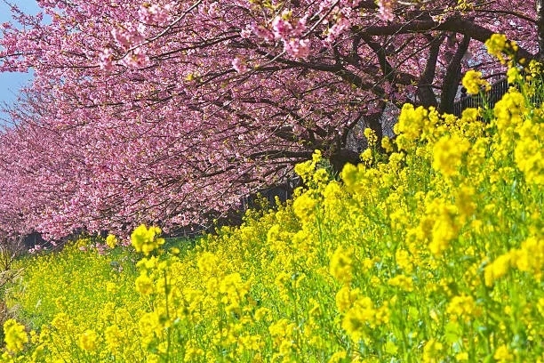 cherry and rapeseed blossoms