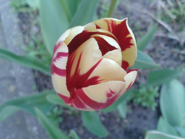 Tulpe