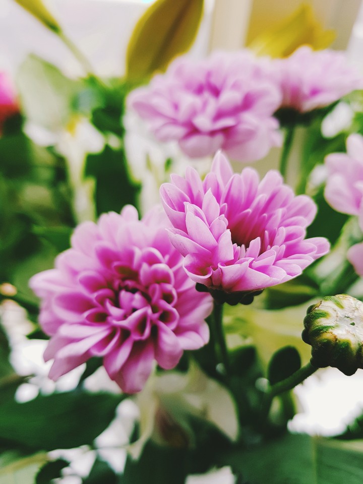 beauty of a flower