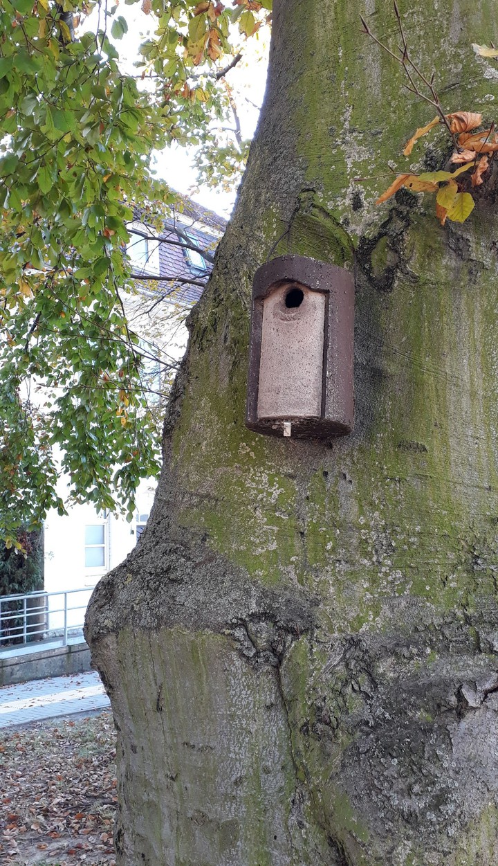 Alter Baum auf einem Schulhof