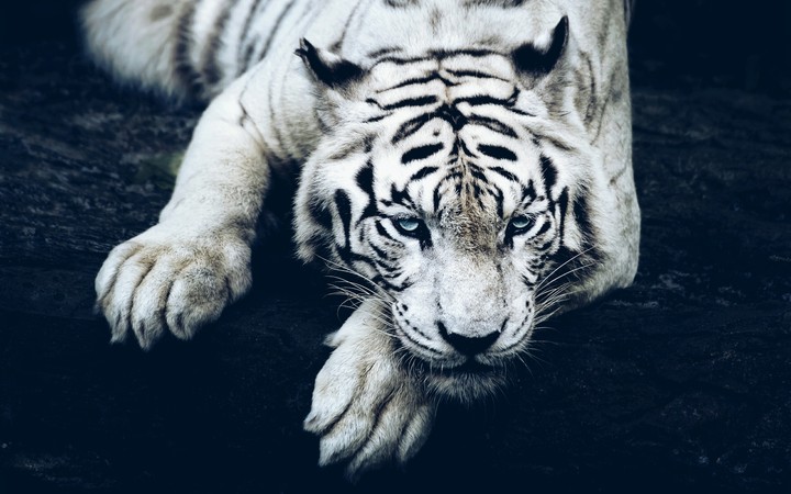 Tigr