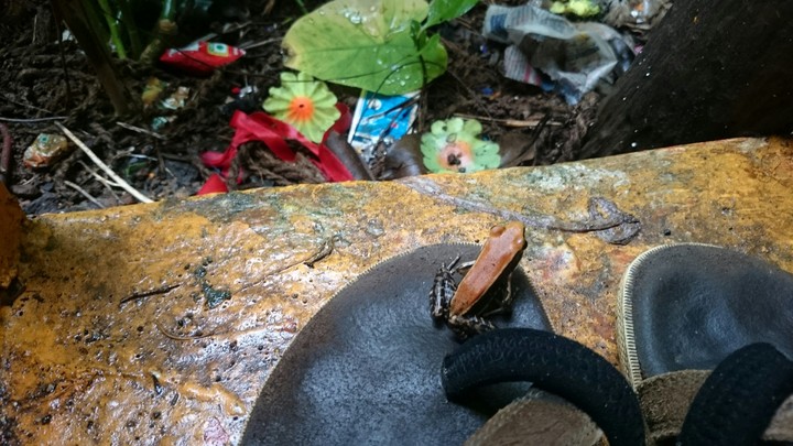 Orange backed frog