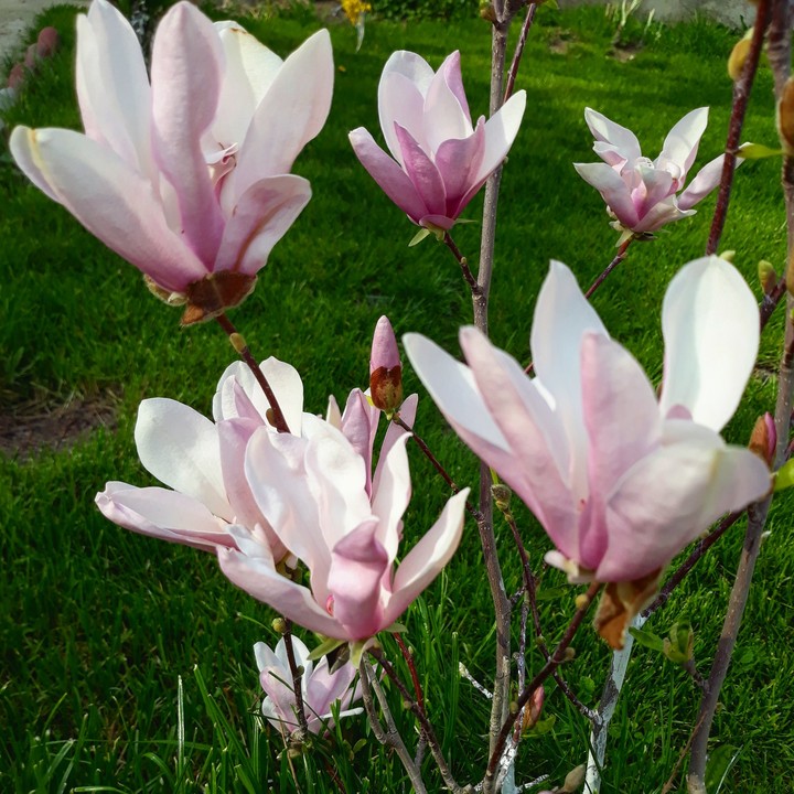 pink flowers