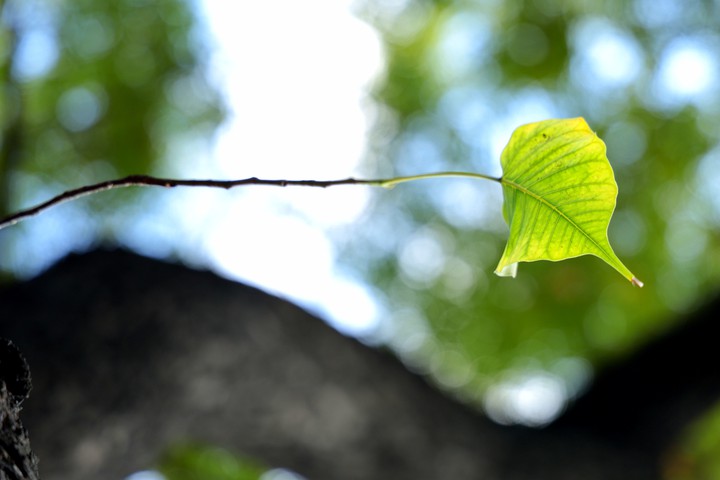 #pipal leaf