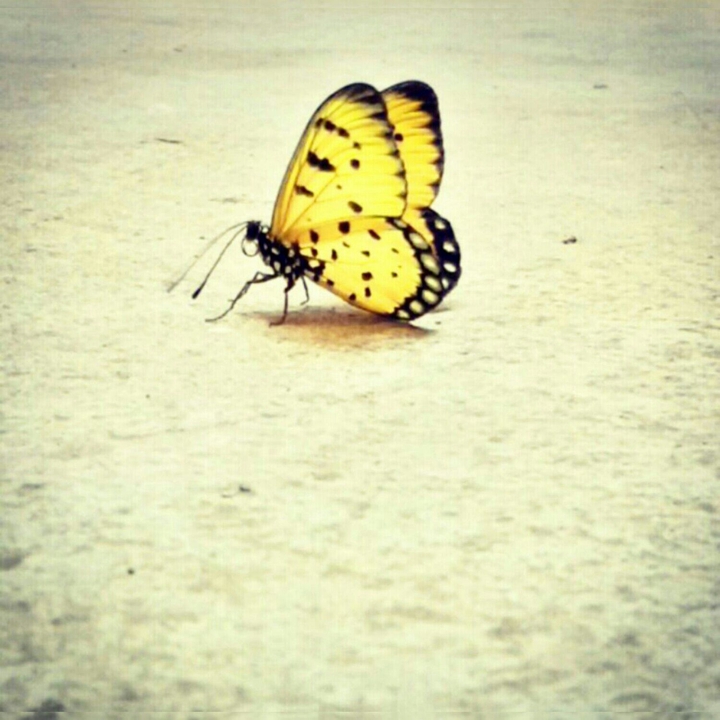 Butterfly