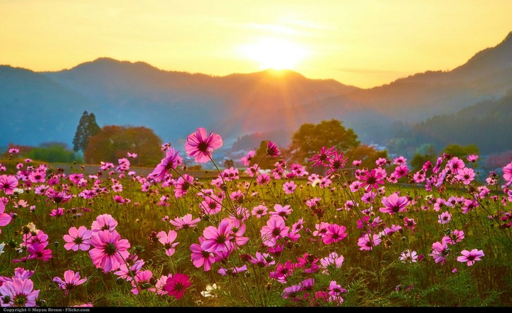 flowers❤