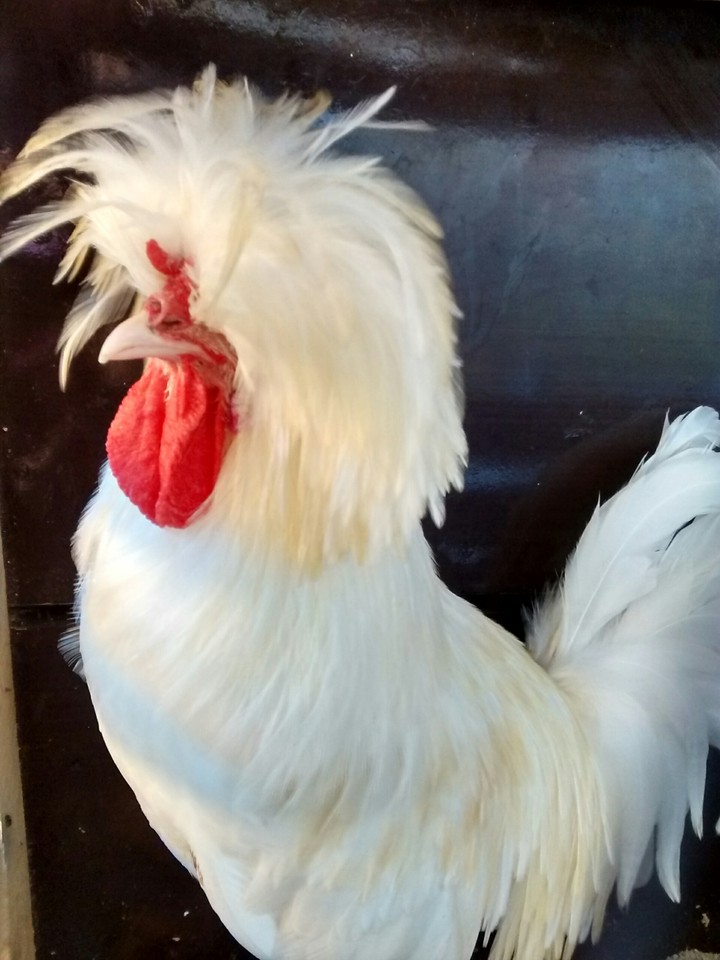 chicken