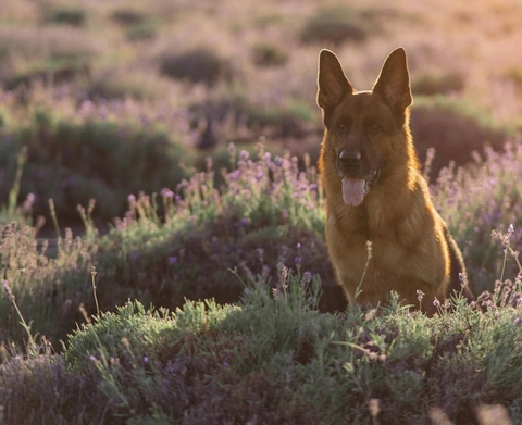 sfondi snout, canidae