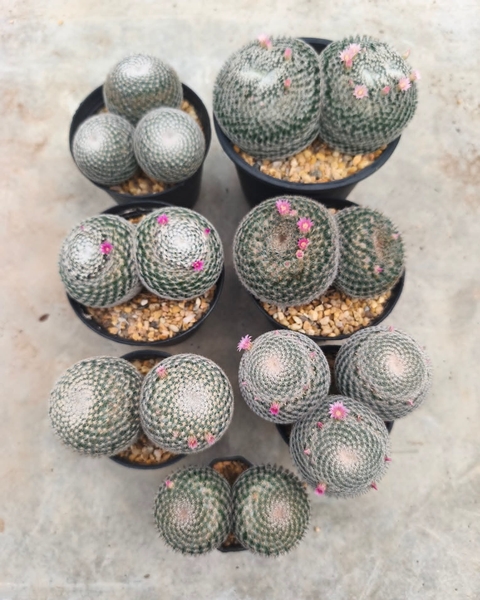 sfondi Cactus, thorns