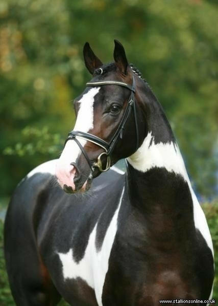 All the Pretty Horses