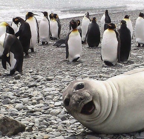 walrus selfie/getting into the shot