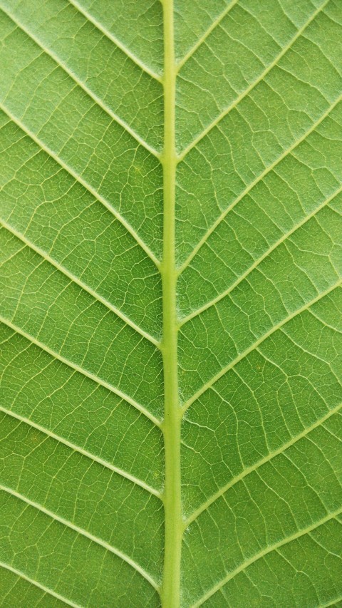 Walnut Leaf