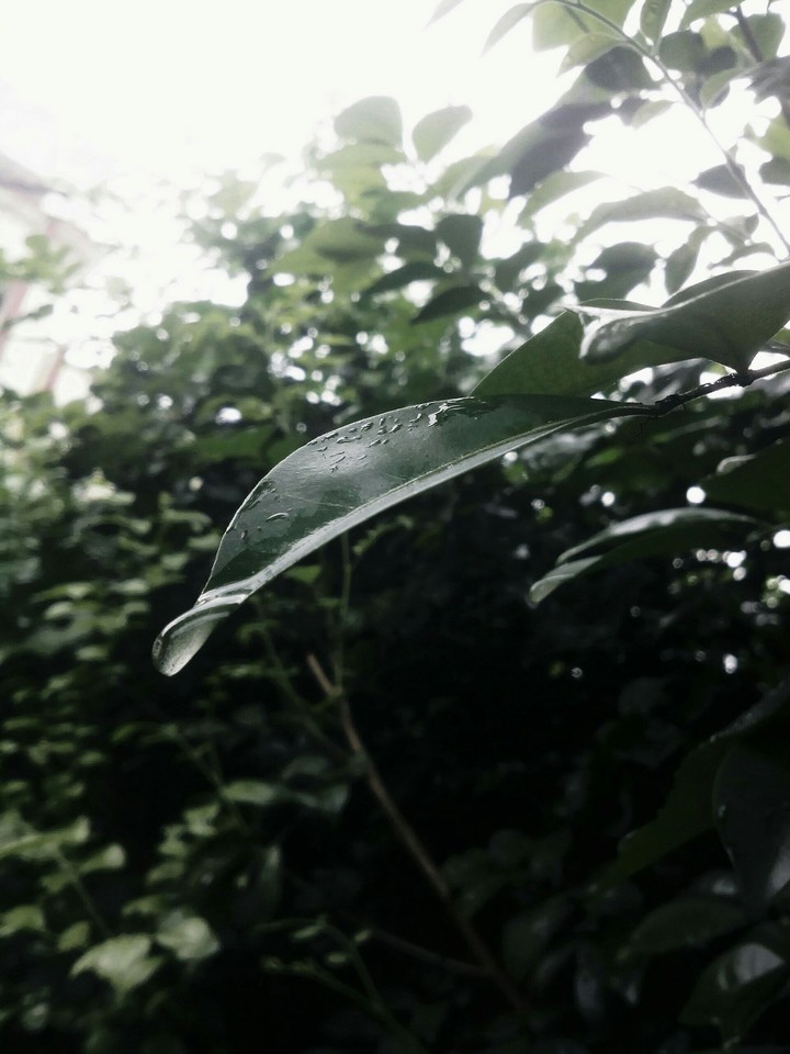 Monsoon.