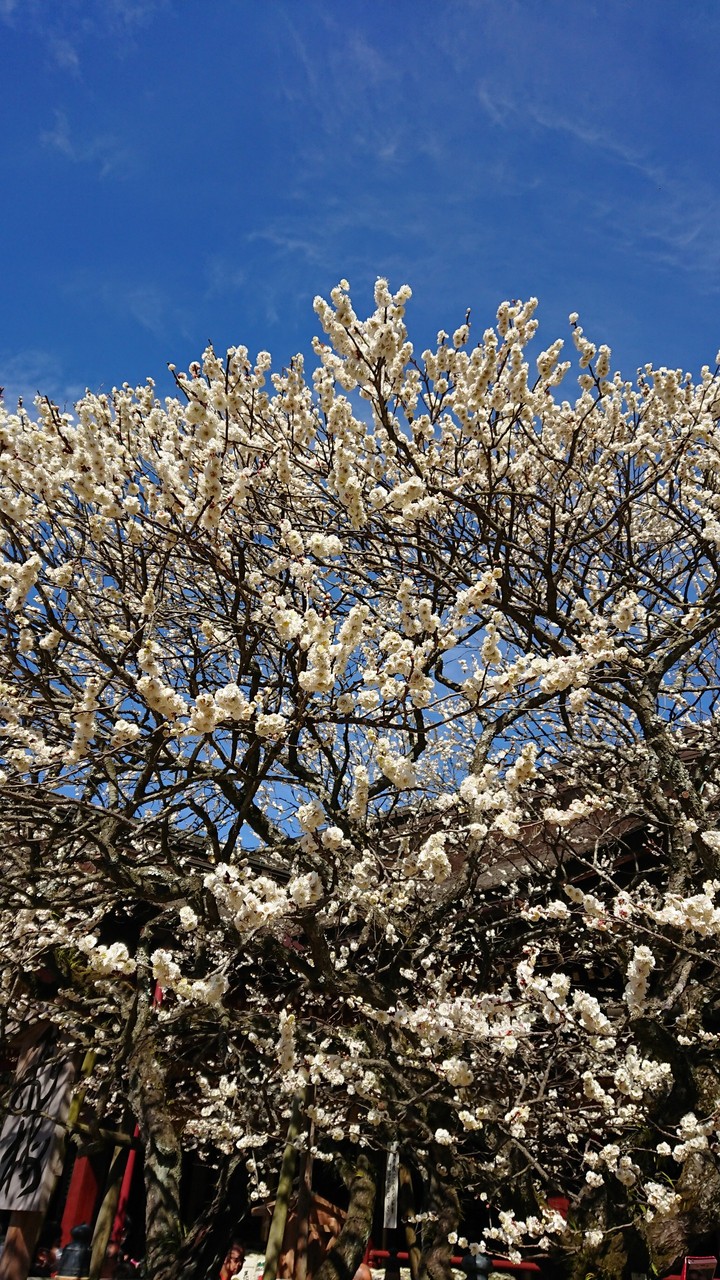 UME