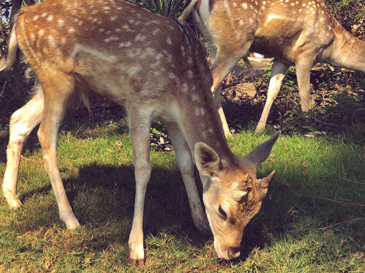 Deer