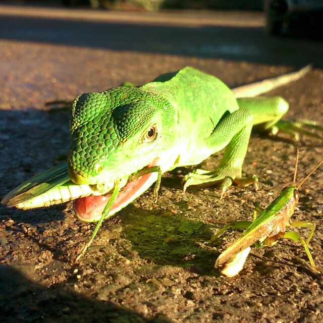 Verde Nautal