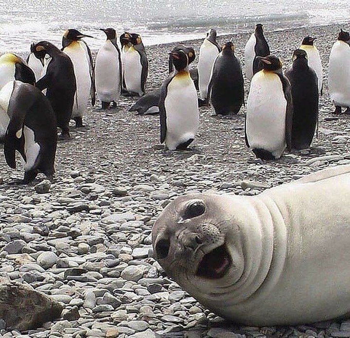 walrus selfie/getting into the shot