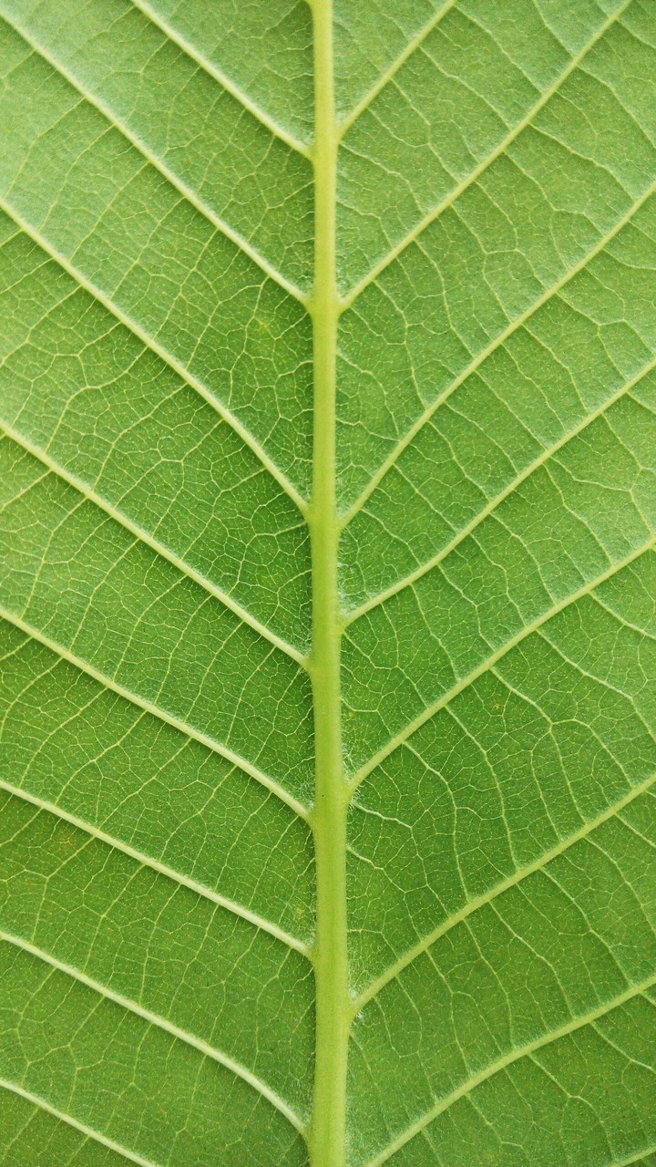 Walnut Leaf