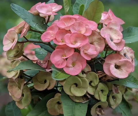 pink, petal wallpapers