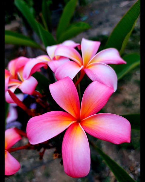 hình nền petal, pink