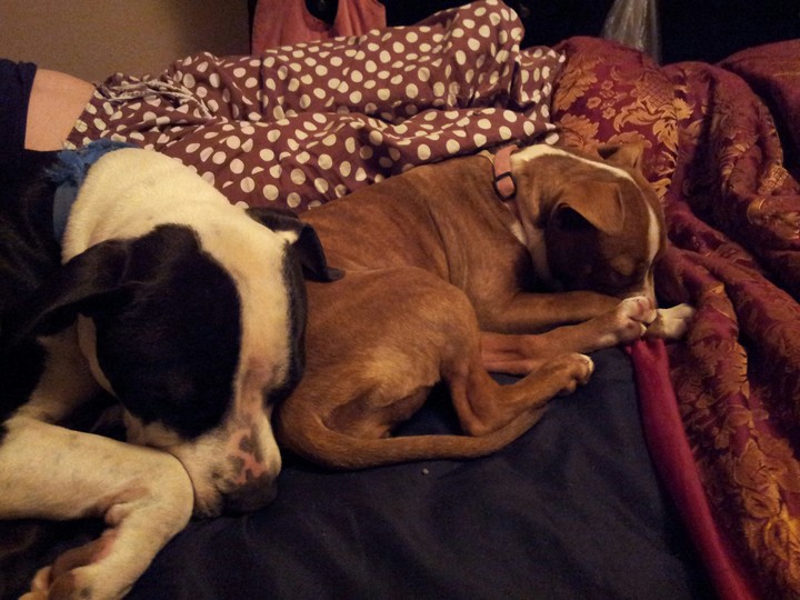 Pit Bull Love