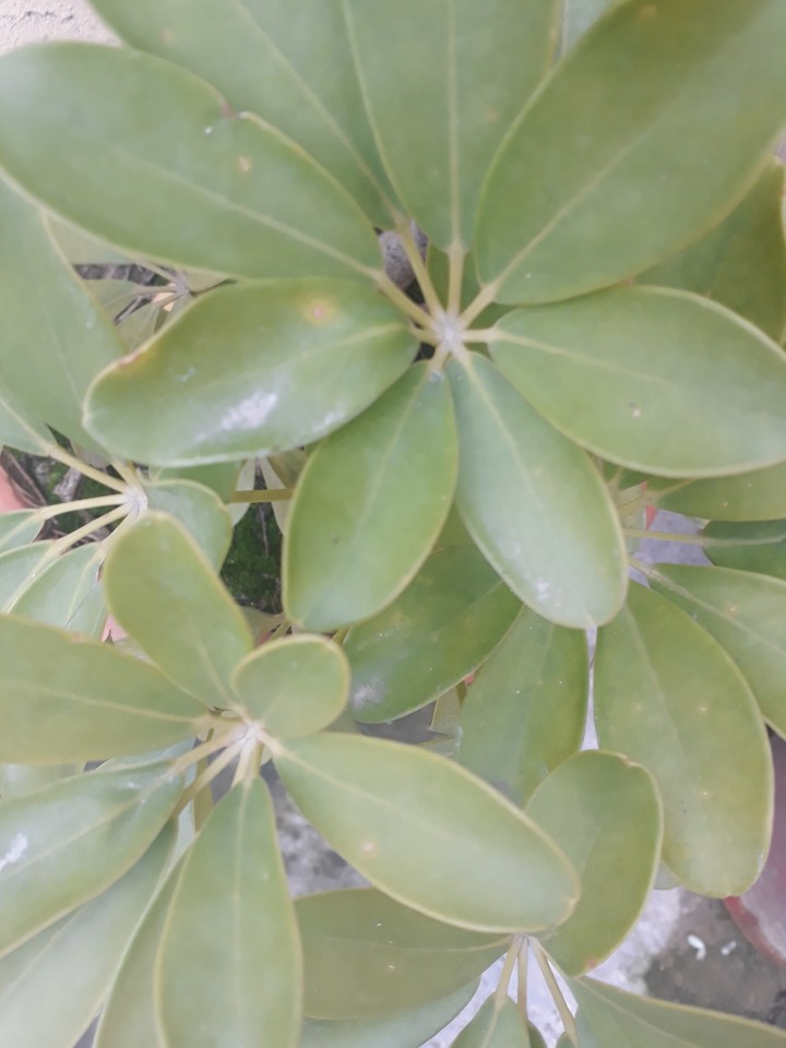 plant