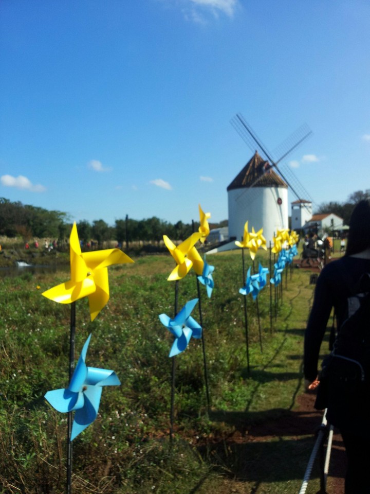 with windmill pinwheel exotoc place in jeju