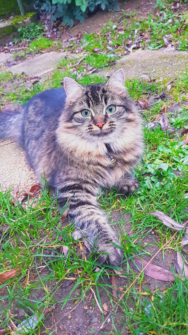 chat