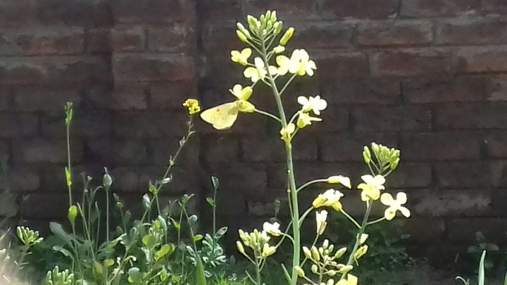 see the butterfly