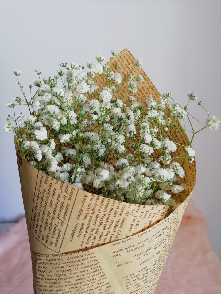 gypsophila
