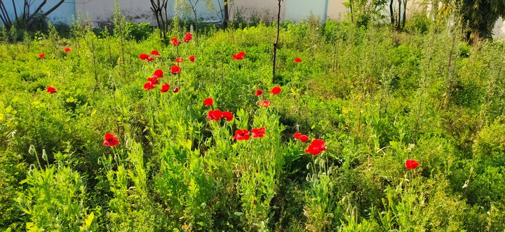 flowers