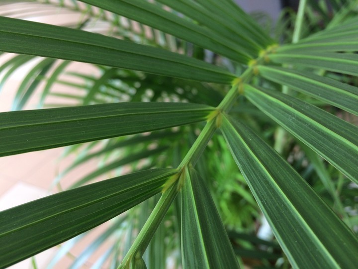 Green line