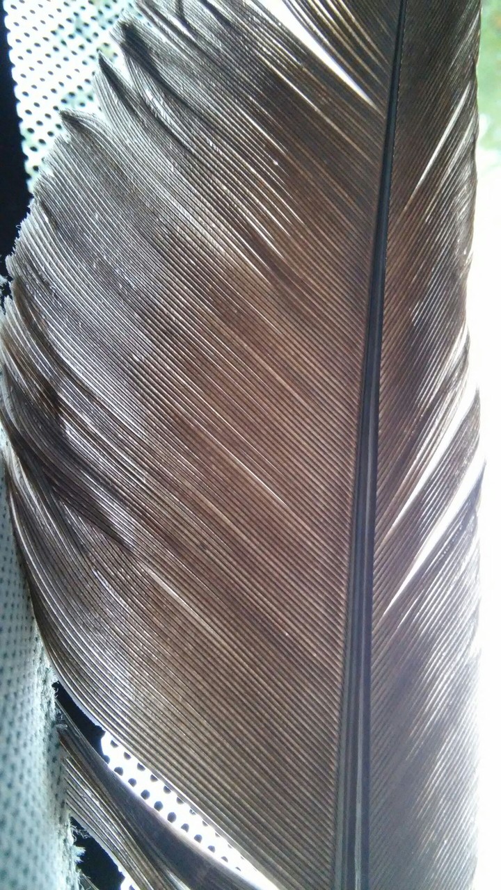 feather