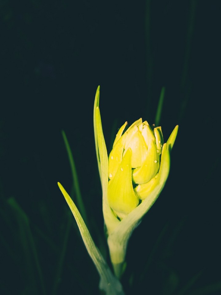 Queen of the Night