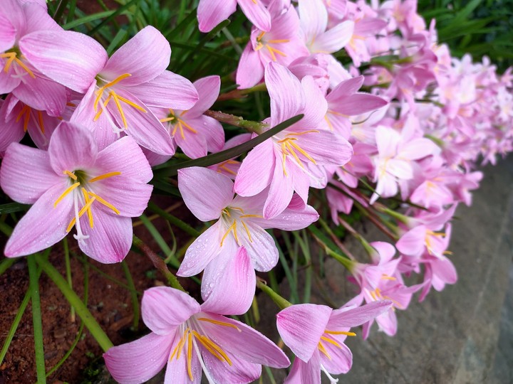 flower