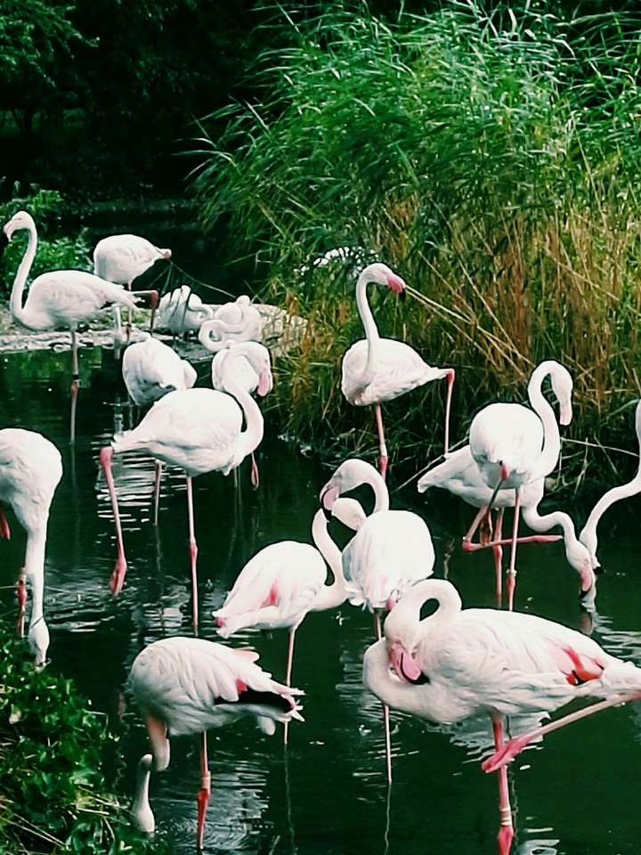 Flamingos