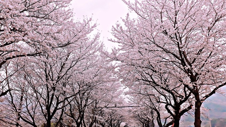 벚꽃