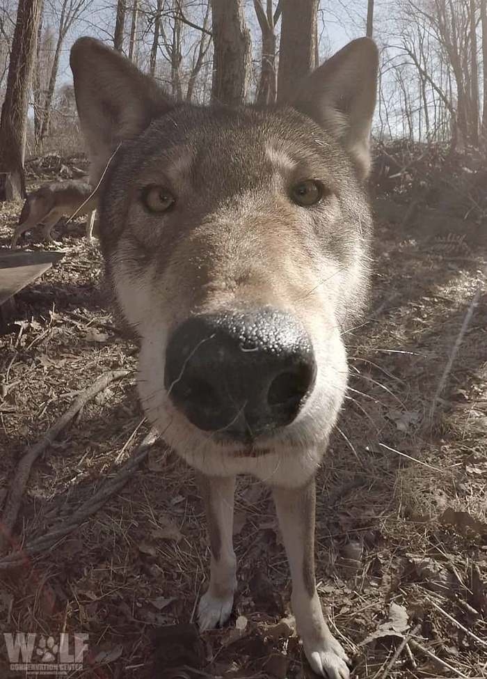 Фотоловушка