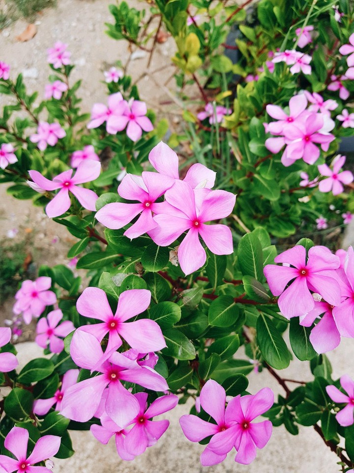 Flowers season