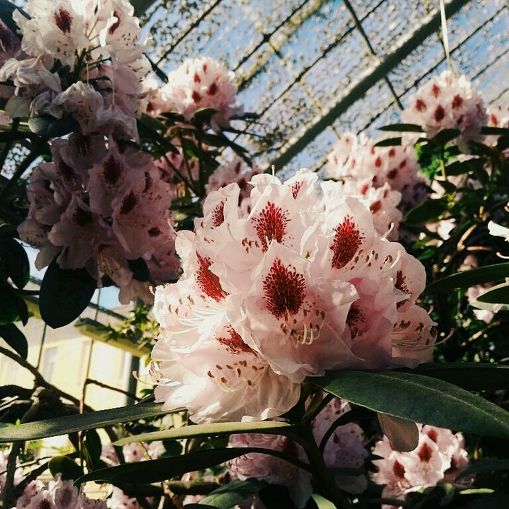 Flower ❤️