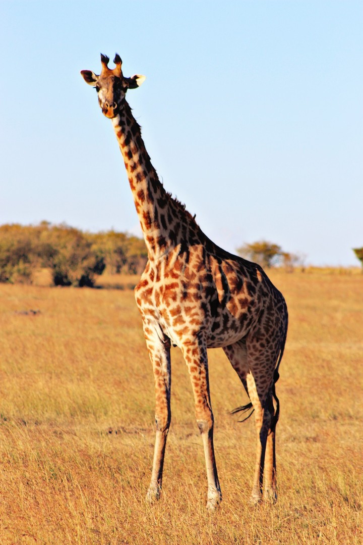 #giraffes
