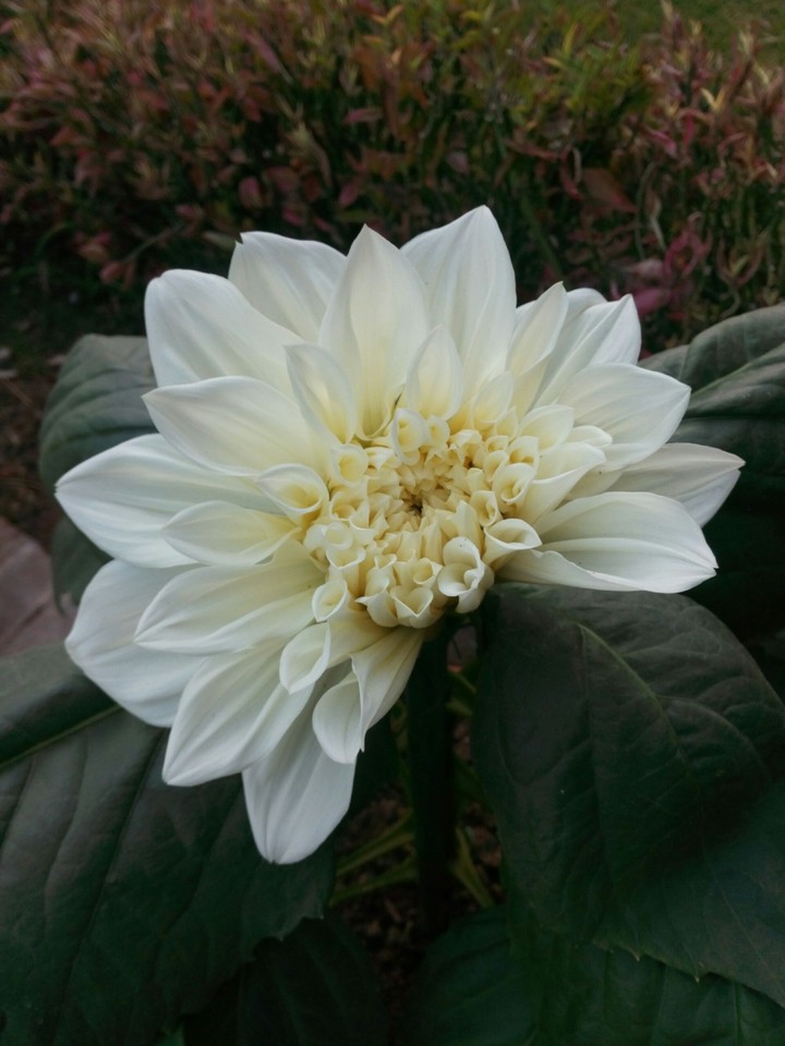 White fulawar