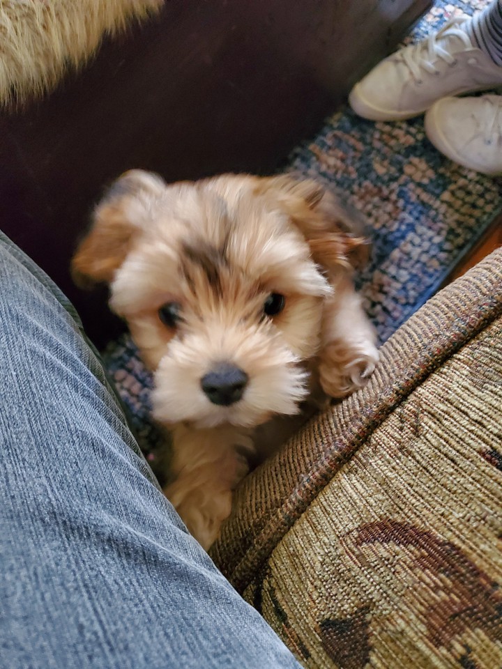 Puppy Love