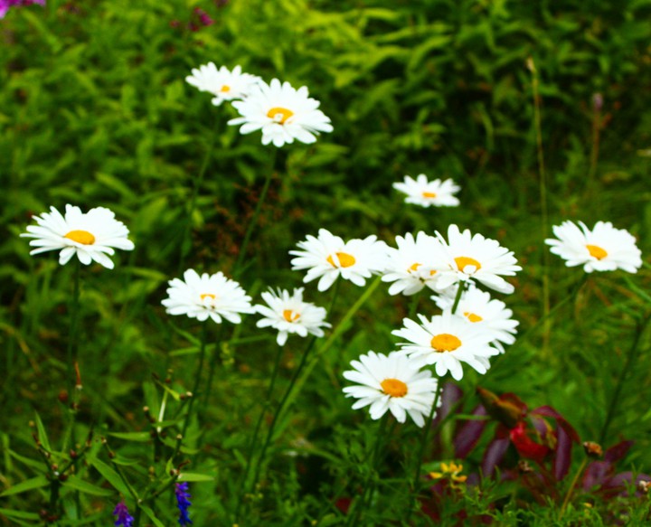 daisies
