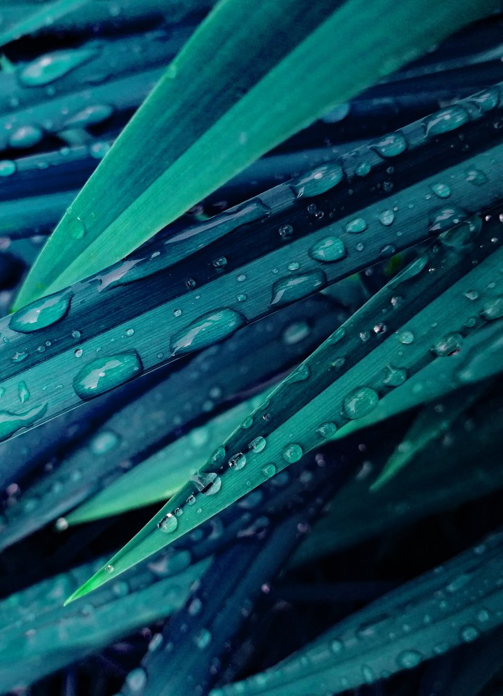 #rainy #greenry #nature #droplets #rain